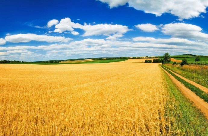 Земельна реформа в Україні: фермери просять відтермінувати другий етап через війну