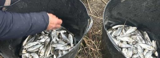 В водоемы Одесской области выпустили рекордное количество молодых рыб