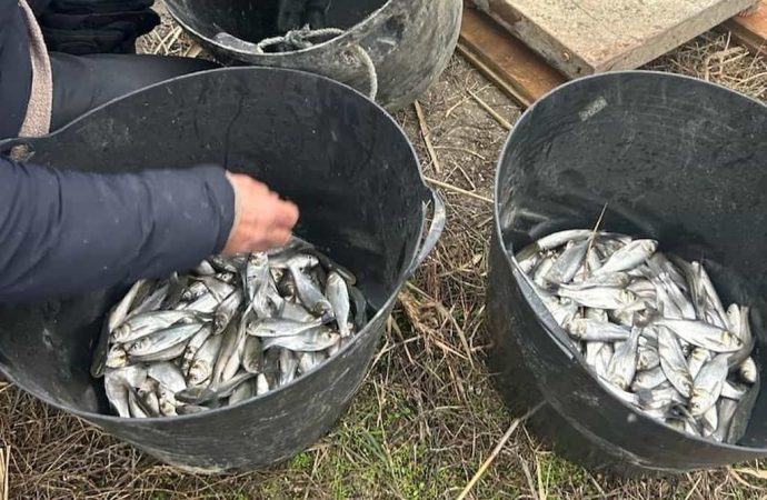 В водоемы Одесской области выпустили рекордное количество молодых рыб