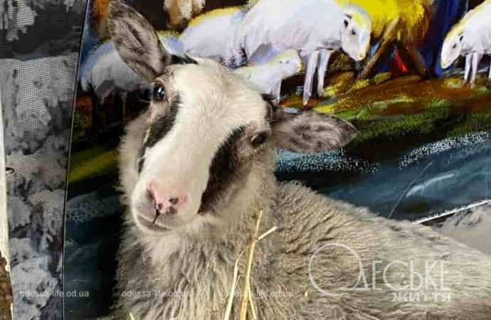 В храме ПЦУ в Александровке