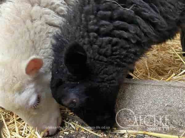 Вертеп в храме под Черноморском