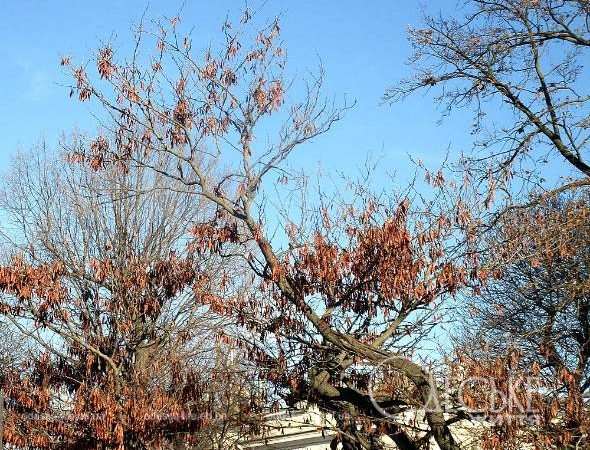 Январь после снега. Котова