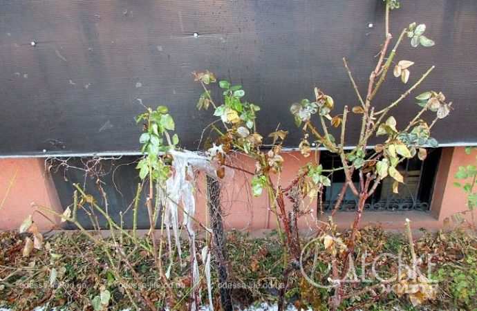 Январь после снега. Котова