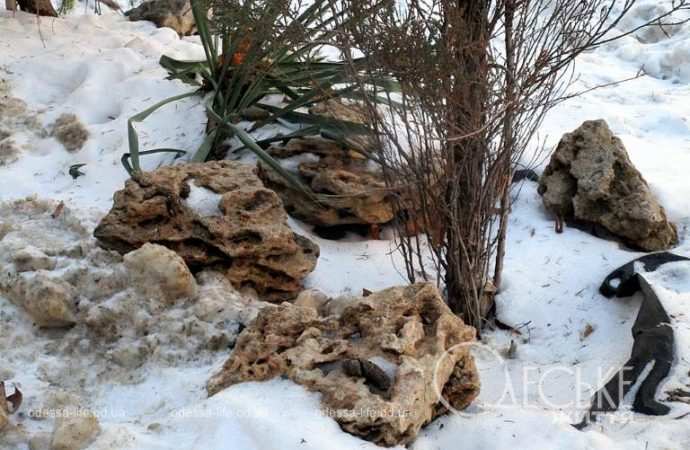 Январь после снега. Котова