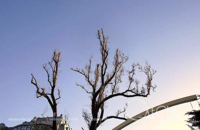 Январь после снега. Котова