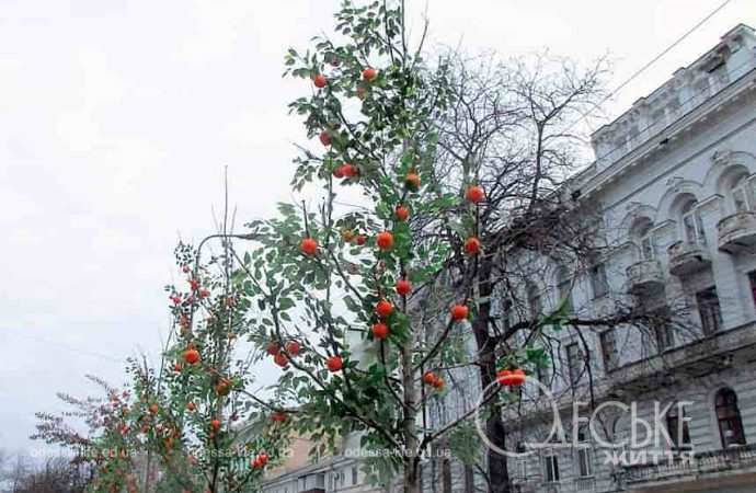 Мандариновые деревья на Греческой