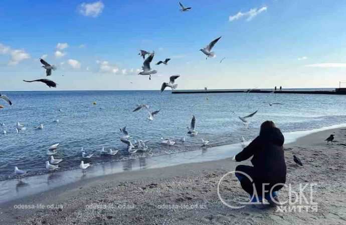 Одесский пляж зимой, чайки
