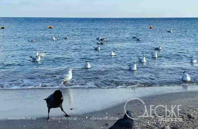 Одесский пляж зимой, птичий "базар"