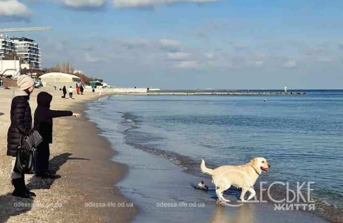 Одесский пляж зимой, собака