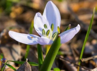 На Одесщине зацвел цветок – предвестник весны