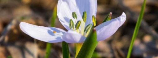 На Одесщине зацвел цветок – предвестник весны