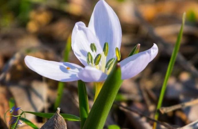 На Одещині зацвіла квітка – передвісник весни