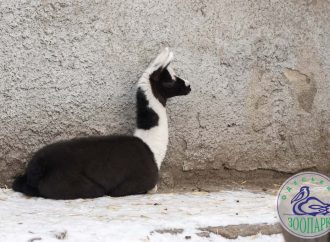 Одеський зоопарк поповнився милим та пухнастим малюком