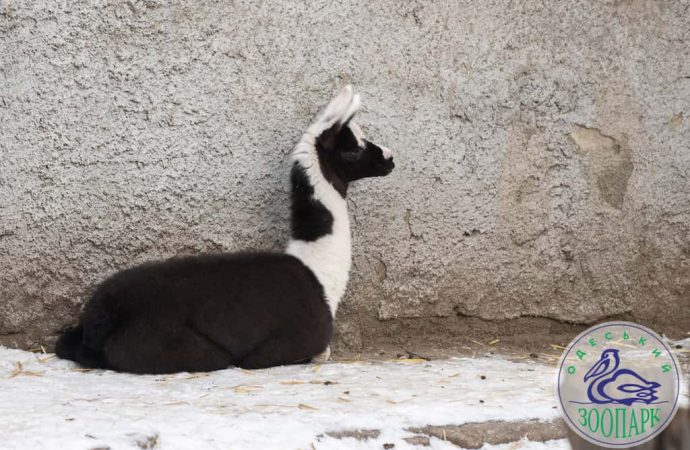 Одеський зоопарк поповнився милим та пухнастим малюком
