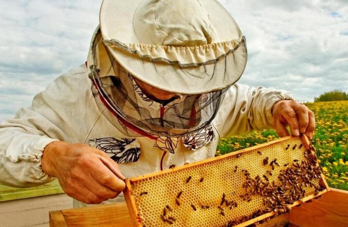 Пчеловоды бьют тревогу: майского меда станет меньше