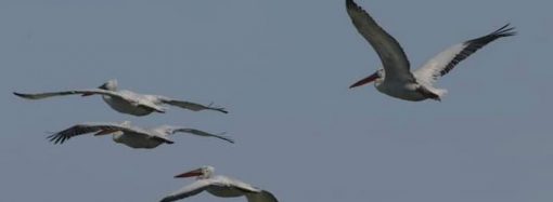 На Одесщину прилетели краснокнижные птицы, имеющие статус «исчезающие»