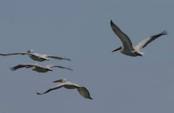 На Одесщину прилетели краснокнижные птицы, имеющие статус «исчезающие»