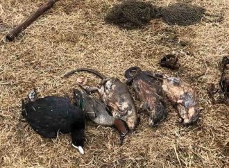 В Одесской области в смертельные ловушки угодили дикие животные и птицы
