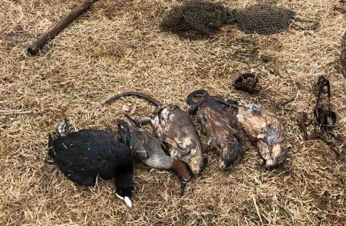 На Одещині у смертельні пастки потрапили дикі тварини та птахи