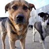 Собаки повсюду: как бездомные бродяги объединяют волонтеров и жителей Рени