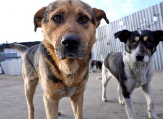 Собаки повсюду: как бездомные бродяги объединяют волонтеров и жителей Рени