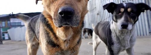 Собаки всюди: як безпритульні бродяги об’єднують волонтерів і жителів Рені
