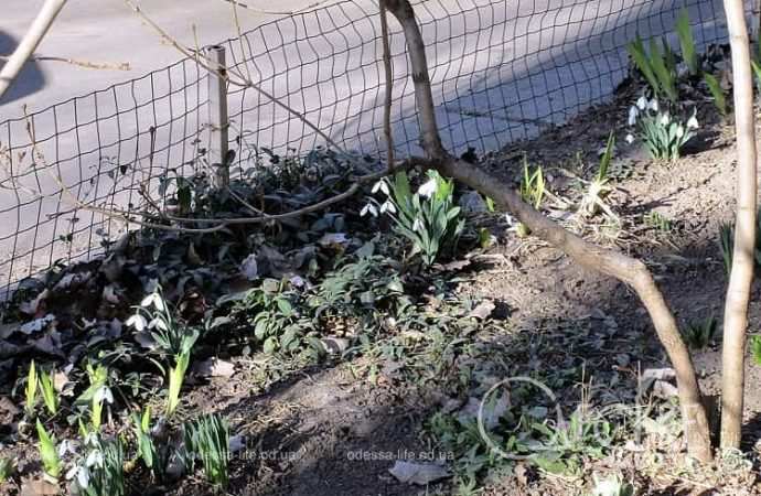 Газоны в Одессе