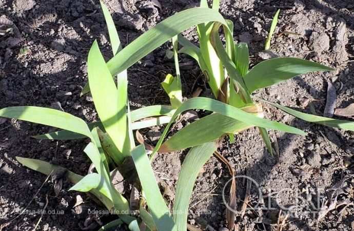 Газоны в Одессе, весенние цветы