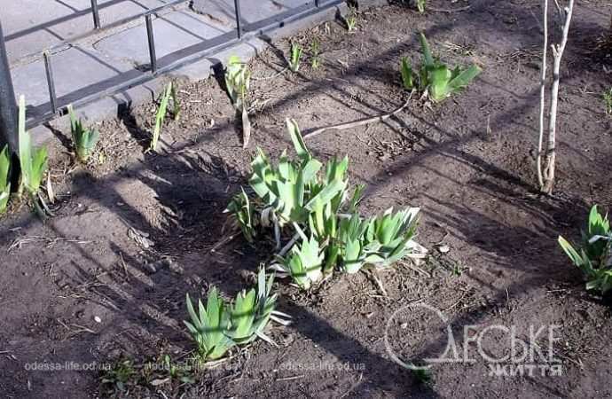 Газоны в Одессе4