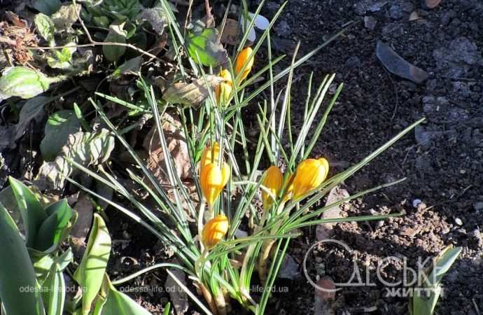 Газоны в Одессе, крокусы