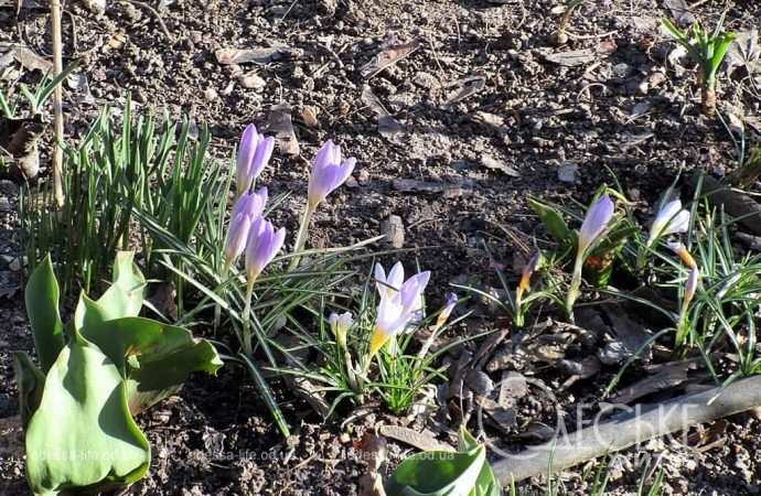 Газоны в Одессе, первоцыеты