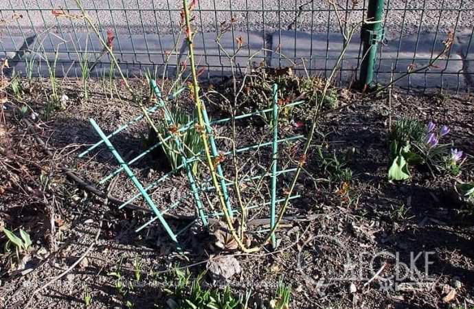 Газоны в Одессе5