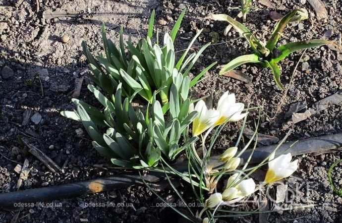 Газоны в Одессе7