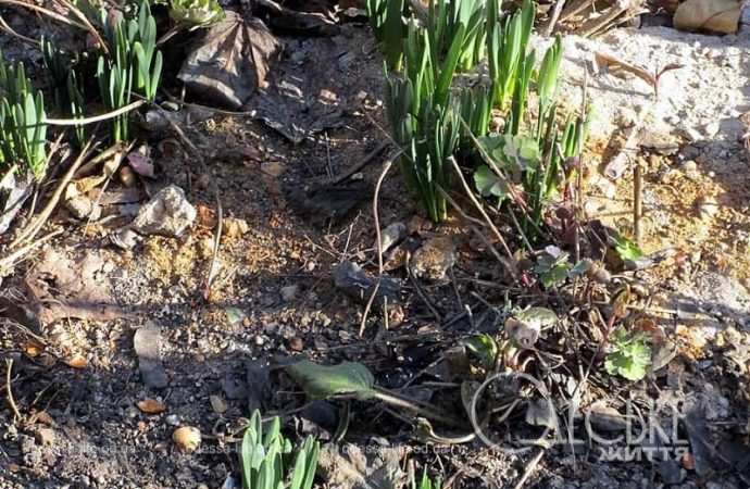 Газоны в Одессе8