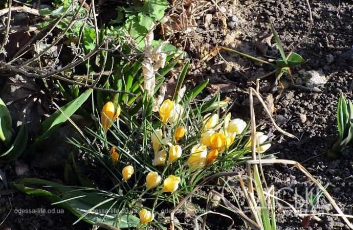 Газоны в Одессе, желтые крокусы
