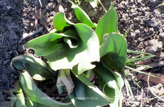 Газоны в Одессе, весенняя зелень