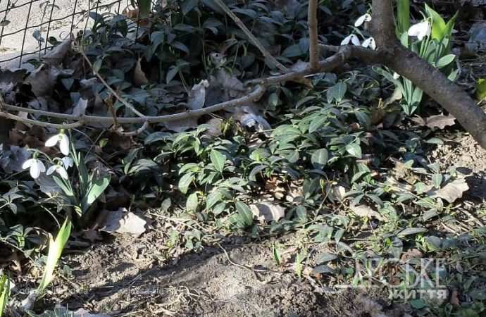 Газоны в Одессе2