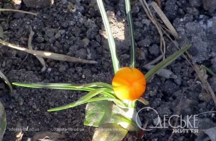 Газоны в Одессе, крокус