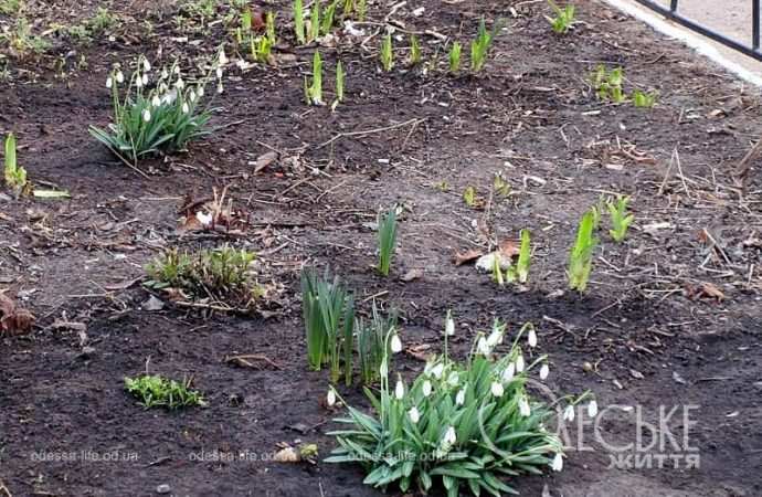 Газоны в Одессе9