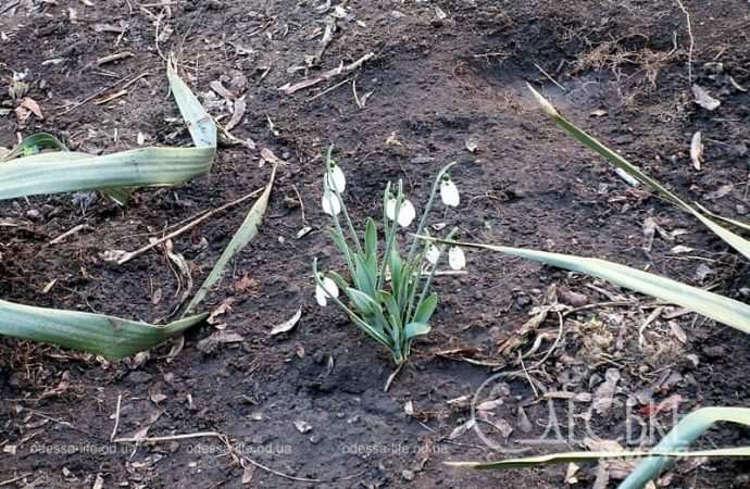 Газоны в Одессе10