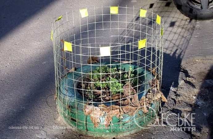 Газон в Одессе