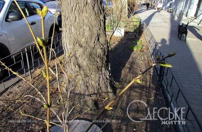 Начало весны в Одессе