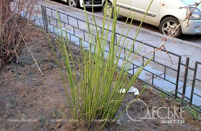 Газоны в Одессе в конце февраля