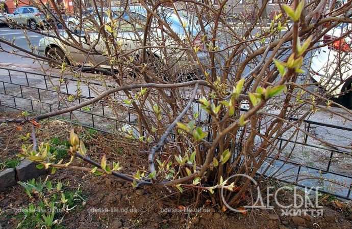 Конец февраля в Одессе