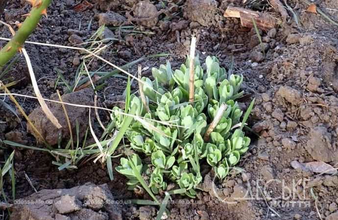 Газоны в Одессе3