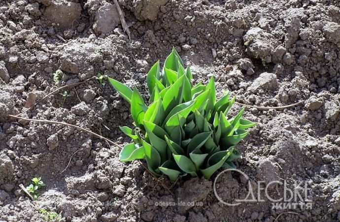 Газоны в Одессе4