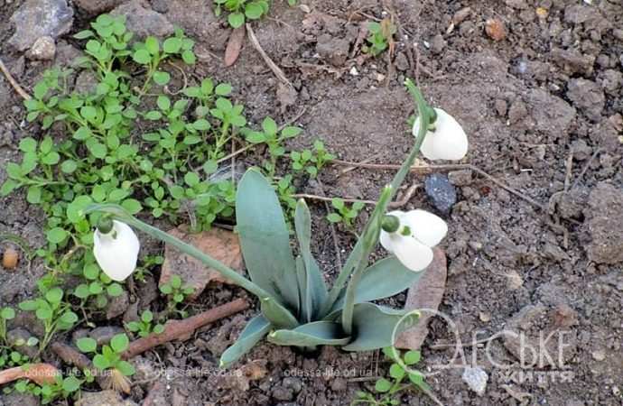 Газоны в Одессе, подснежники