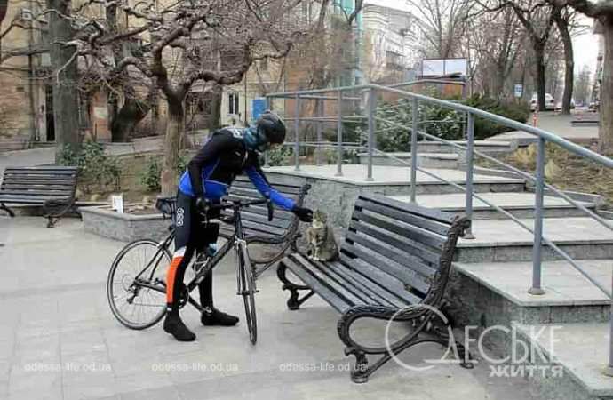 Одесские котики