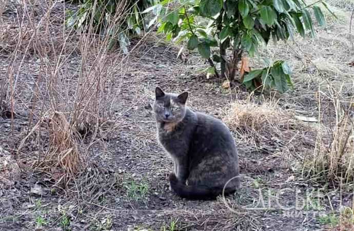 Одесские котики10