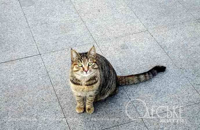 Одесские котики11